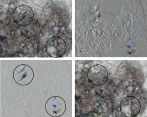 Using a 3D fan filter to isolate fish in a moving-camera sequence; top-left is an input frame; top-right is the result of naive pixel differencing: apparent motion due to camera motion is misinterpreted as as dynamic scene elements; bottom-left is the inverse fan filter output showing dynamic scene elements, and bottom-right is the fan filter output showing static scene elements.