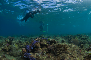 A diver operates our diver held stereo imaging system, collecting imagery to allow us to reliably generate high-resolution models of reef environments.